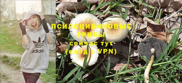 хмурый Аркадак