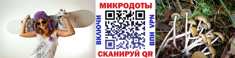 Псилоцибиновые грибы Psilocybe  Холмск 